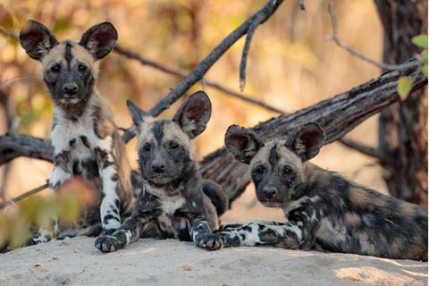 Afrikanische Wildhunde liegen auf dem Boden