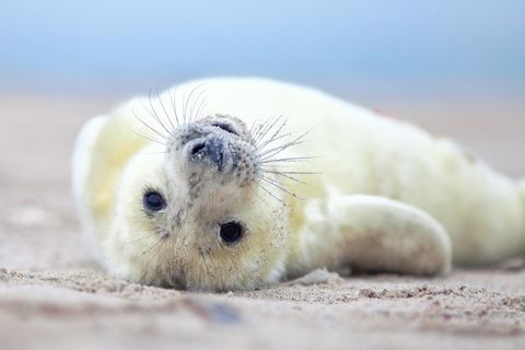 Meerestiere: Von wegen unschuldig: Das dunkle Geheimnis der räuberischen Robben