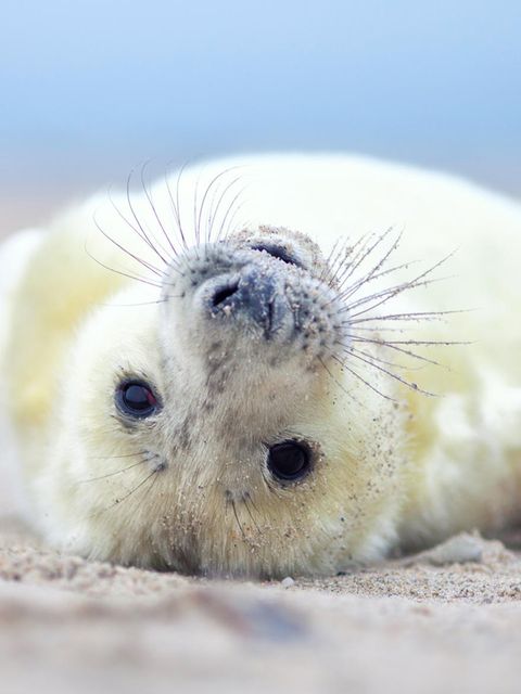 Meerestiere: Von wegen unschuldig: Das dunkle Geheimnis der räuberischen Robben