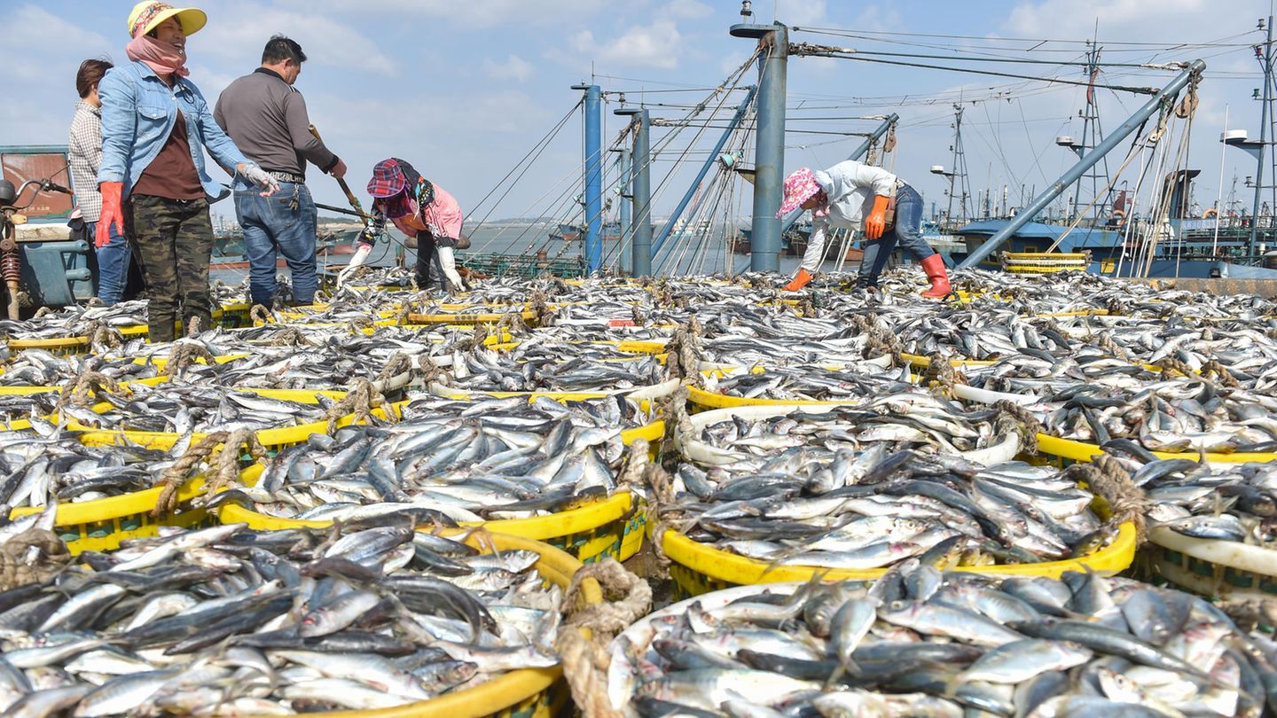 China, Shishi: Fischer arbeiten im Fischereihafen von Xiangzhi in der südostchinesischen Provinz Fujian mit frisch gefangenem Fisch. Ungeachtet aller Warnrufe nimmt die rücksichtslose Plünderung der Weltmeere weiterhin rapide zu