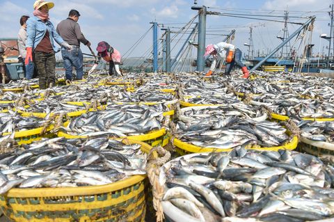 China, Shishi: Fischer arbeiten im Fischereihafen von Xiangzhi in der südostchinesischen Provinz Fujian mit frisch gefangenem Fisch. Ungeachtet aller Warnrufe nimmt die rücksichtslose Plünderung der Weltmeere weiterhin rapide zu