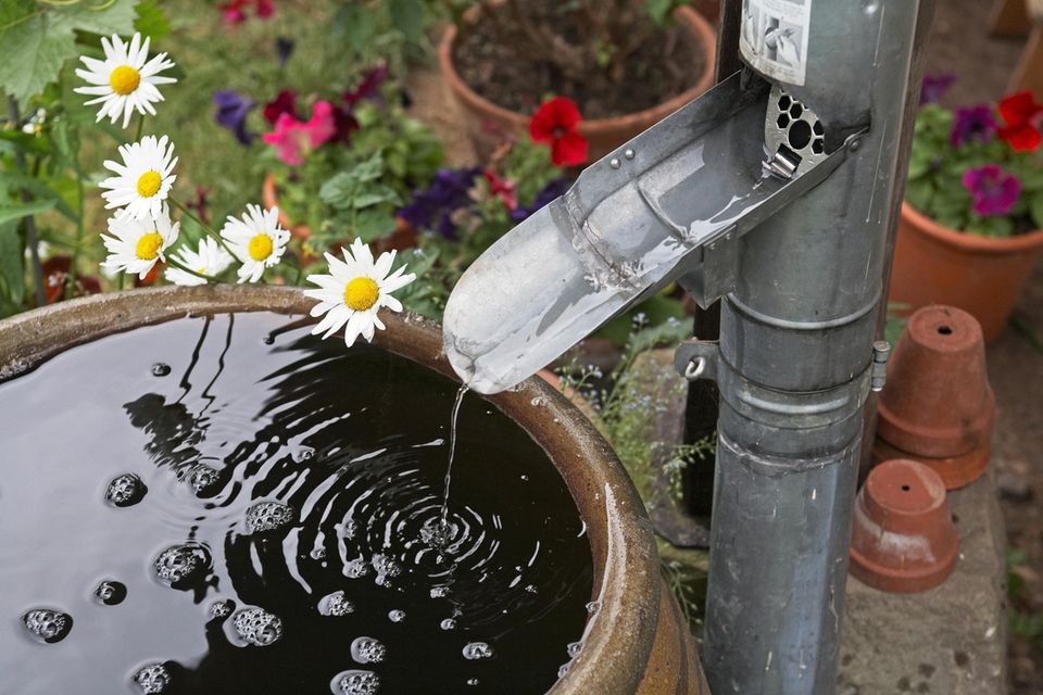 Aus einer Regenrinne läuft Wasser in eine Regentonne im Garten