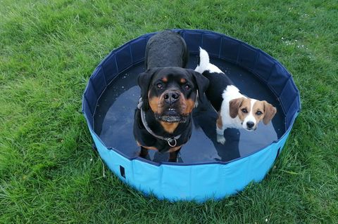 Zwei Hunde stehen im Hundepool