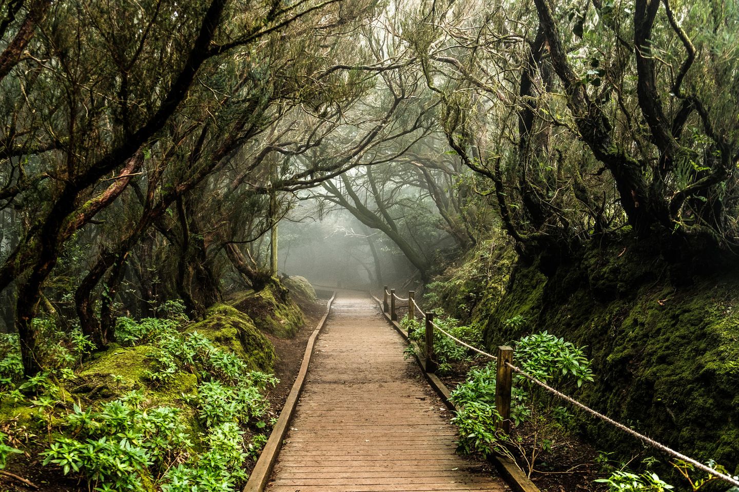 Bosque de las Mercedes im Anaga-Gebirge auf Teneriffa