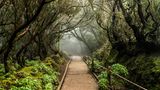 Bosque de las Mercedes im Anaga-Gebirge auf Teneriffa