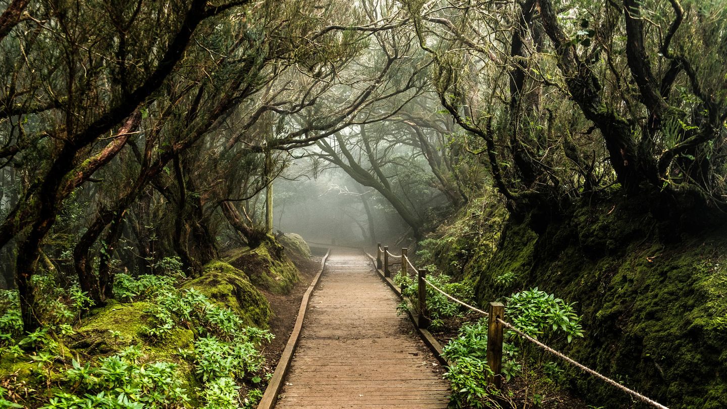 Für Naturfreunde: Anaga-Gebirge und Bosque de las Mercedes Bosque de las Mercedes im Anaga-Gebirge auf Teneriffa