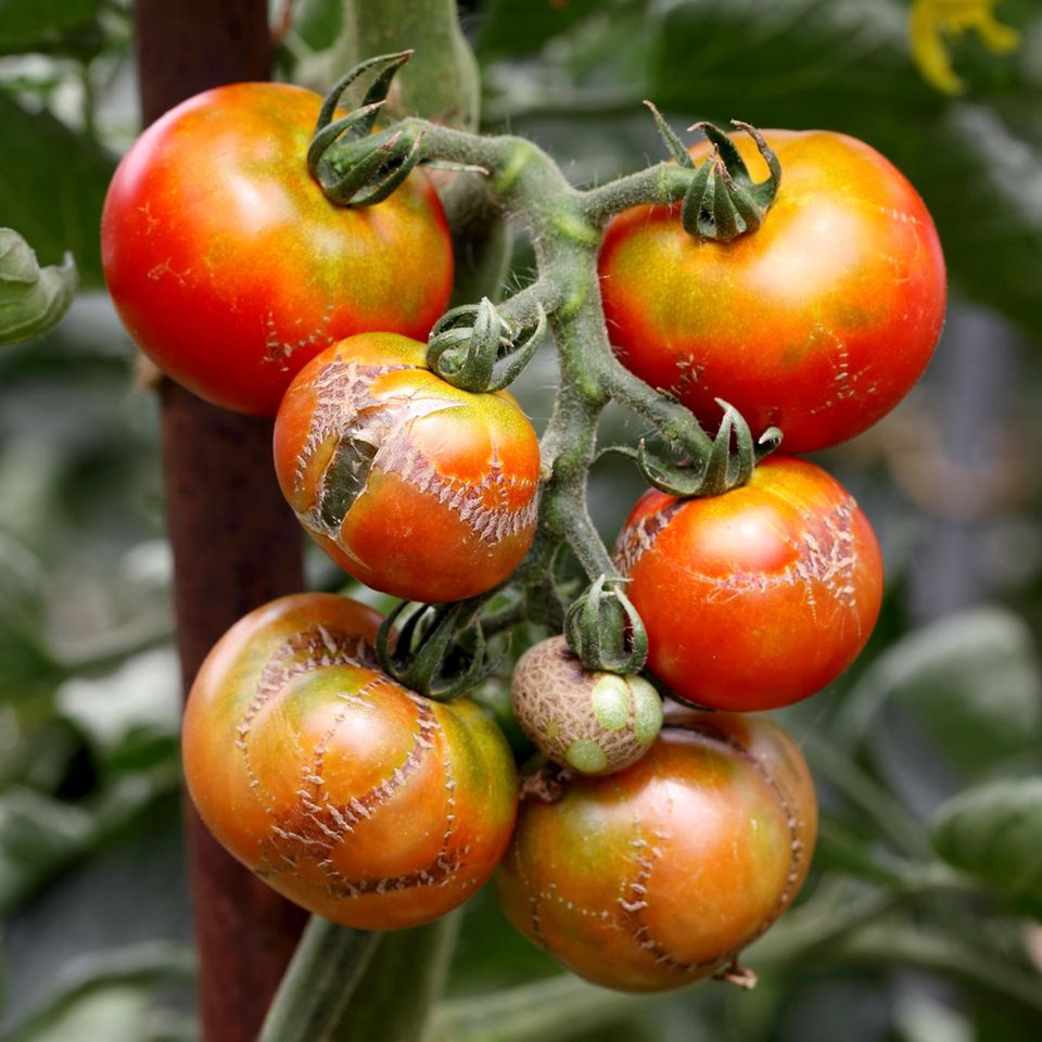 Tomatenkrankheit