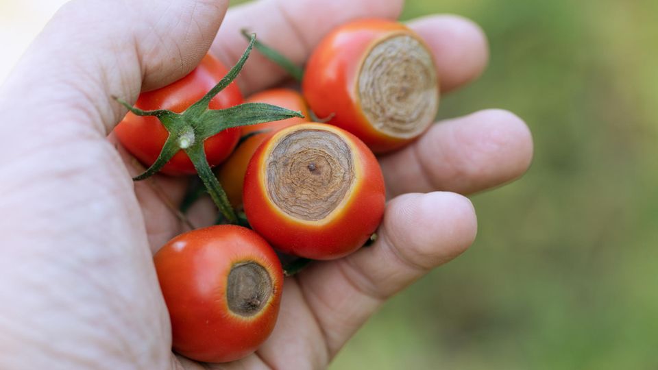 Dürrfleckenkrankheit bei Tomaten Dürrfleckenkrankheit bei Tomaten