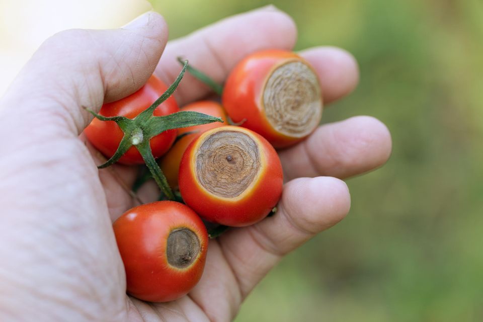 Dürrfleckenkrankheit bei Tomaten