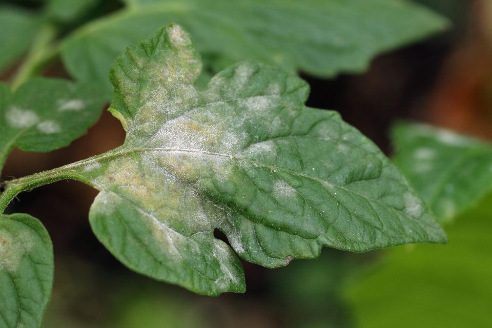 Echter Mehltau auf dem Blatt einer Tomatenpflanze