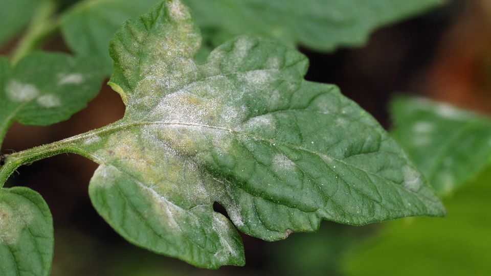 Echter Mehltau auf dem Blatt einer Tomatenpflanze Echter Mehltau auf dem Blatt einer Tomatenpflanze