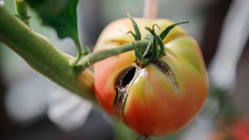 Aufgeplatzte Tomate an einer Tomatenpflanze Aufgeplatzte Tomate an einer Tomatenpflanze