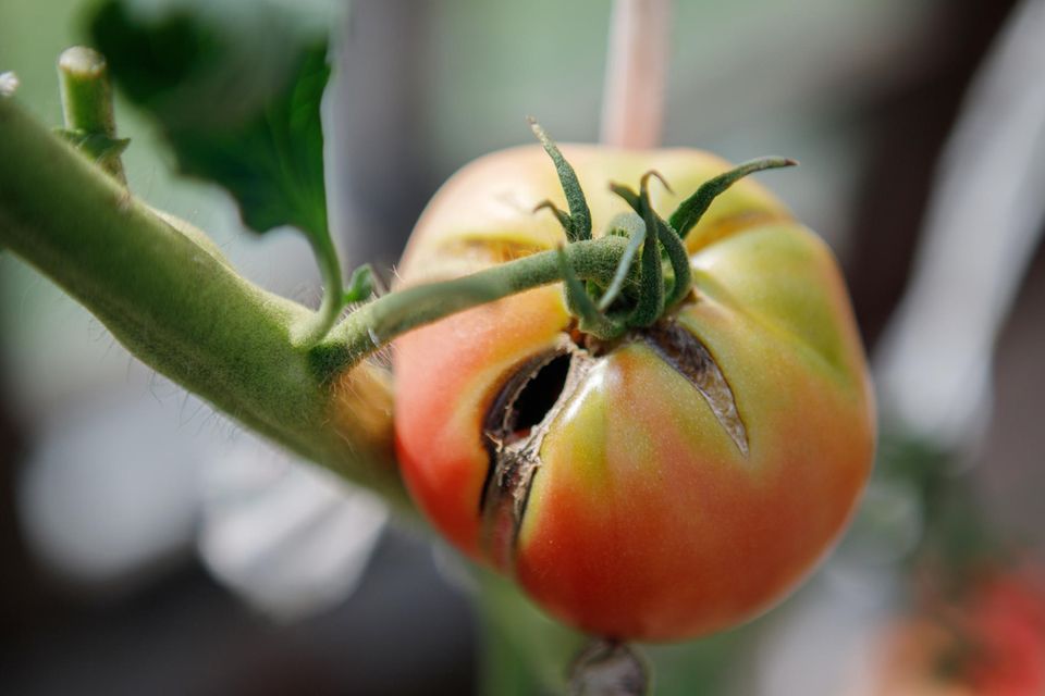 Aufgeplatzte Tomate an einer Tomatenpflanze