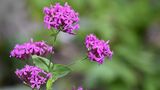 Das Nelkenleimkraut (Silene armeria) kommt ursprünglich im Mittelmeerraum, in Mittel- und Osteuropa sowie in der Türkei vor