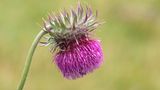 Die Nickende Distel (Carduus nutans) gehört zu den Korbblütlern. Und war 2008 schon mal "Blume des Jahres"