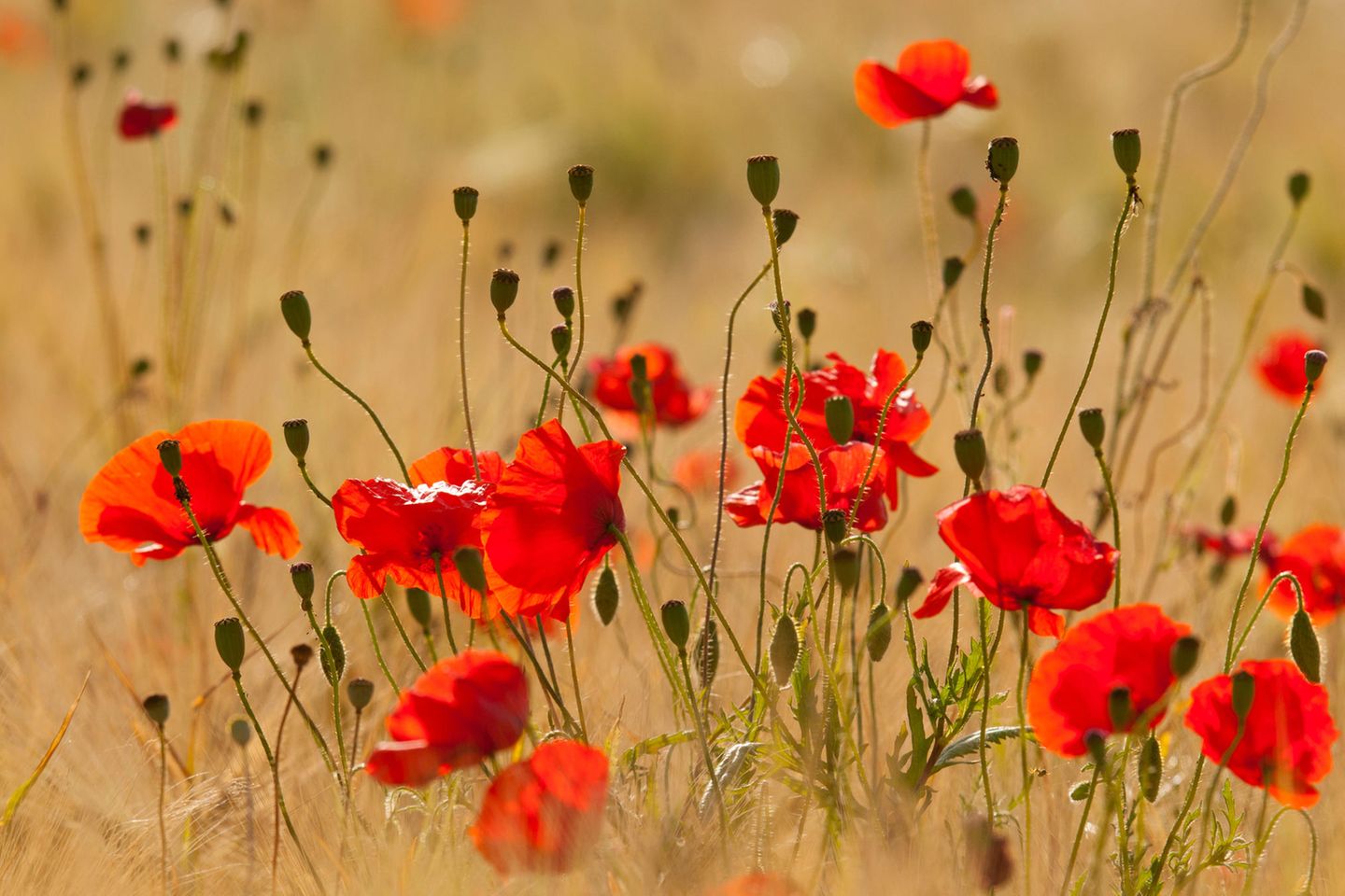 Einjährig, aber äußerst blüh- und farbenfreudig: Klatschmohn (Papaver rhoeas)