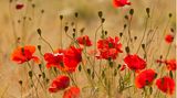 Einjährig, aber äußerst blüh- und farbenfreudig: Klatschmohn (Papaver rhoeas)
