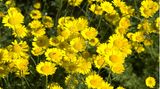 Auch die Färberkamille (Anthemis tinctoria) stellt kaum Ansprüche an ihren Standort, nur sonnig muss er sein: Sie gedeiht in freier Flur an Wegrändern, Dämmen, auf Ödland und in Weinbergen
