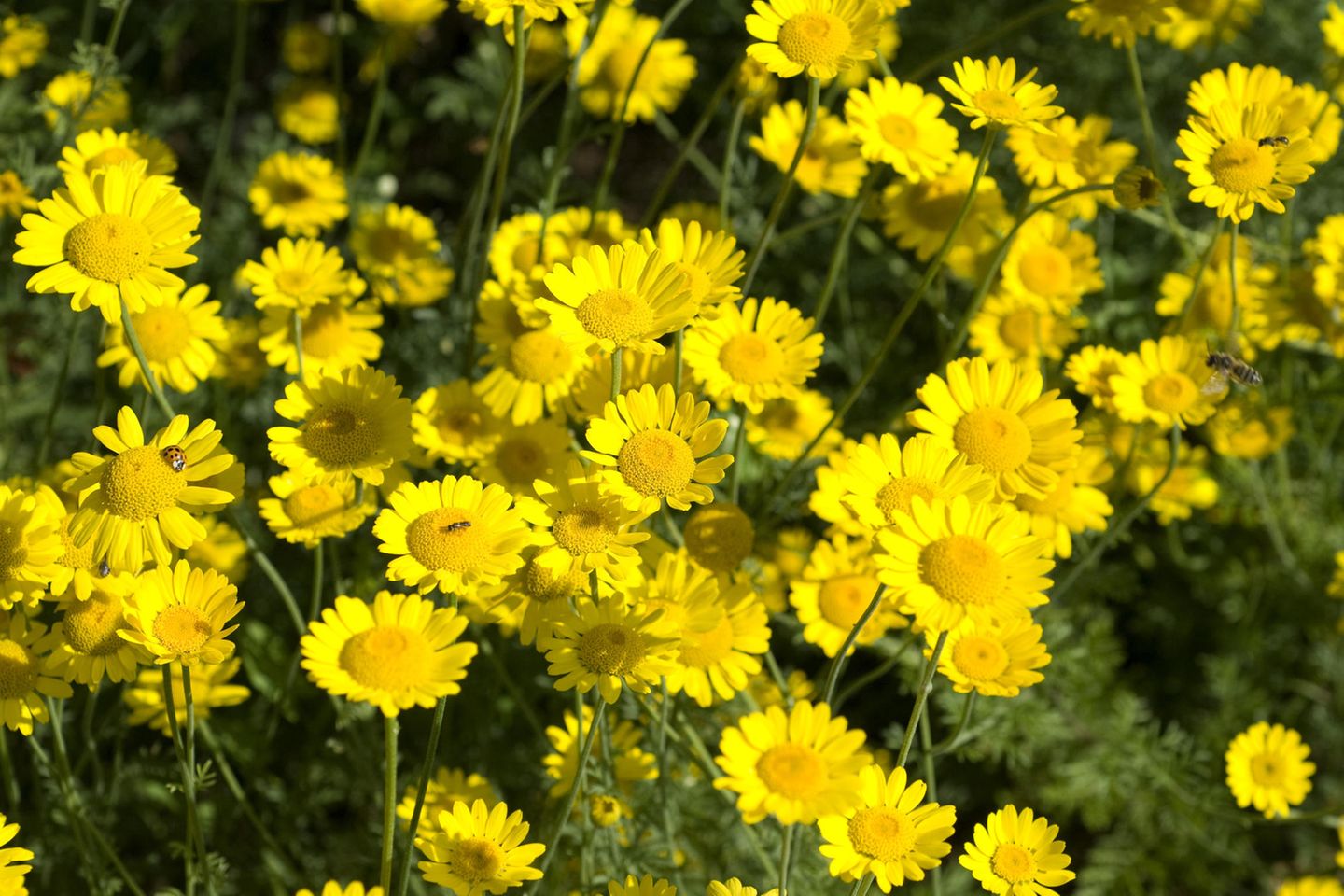 Auch die Färberkamille (Anthemis tinctoria) stellt kaum Ansprüche an ihren Standort, nur sonnig muss er sein: Sie gedeiht in freier Flur an Wegrändern, Dämmen, auf Ödland und in Weinbergen