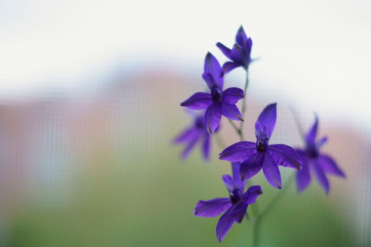 Der Feldrittersporn (Consolida regalis) bezaubert mit seiner tief purpurnen Blütenfarbe