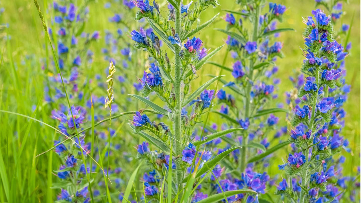 Der Natternkopf (Echium vulgare) wächst oft auf sandigen Brachen und an Bahndämmen