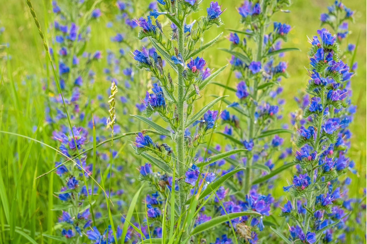 Der Natternkopf (Echium vulgare) wächst oft auf sandigen Brachen und an Bahndämmen