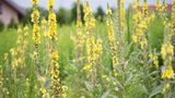 Manche Arten der zwei- oder mehrjährigen Königskerzen (Verbascum spec.) werden bis heute als Heilkraut genutzt