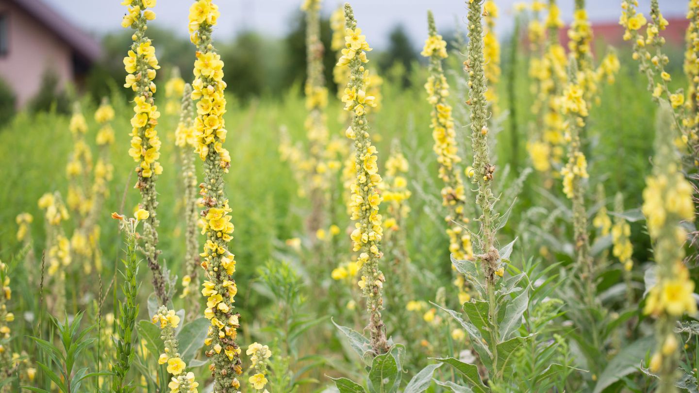 Manche Arten der zwei- oder mehrjährigen Königskerzen (Verbascum spec.) werden bis heute als Heilkraut genutzt