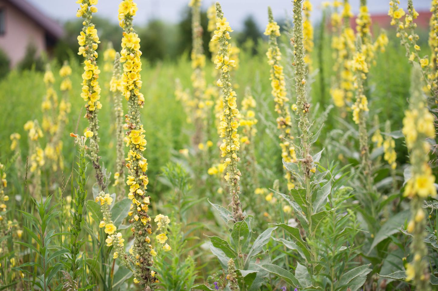 Manche Arten der zwei- oder mehrjährigen Königskerzen (Verbascum spec.) werden bis heute als Heilkraut genutzt
