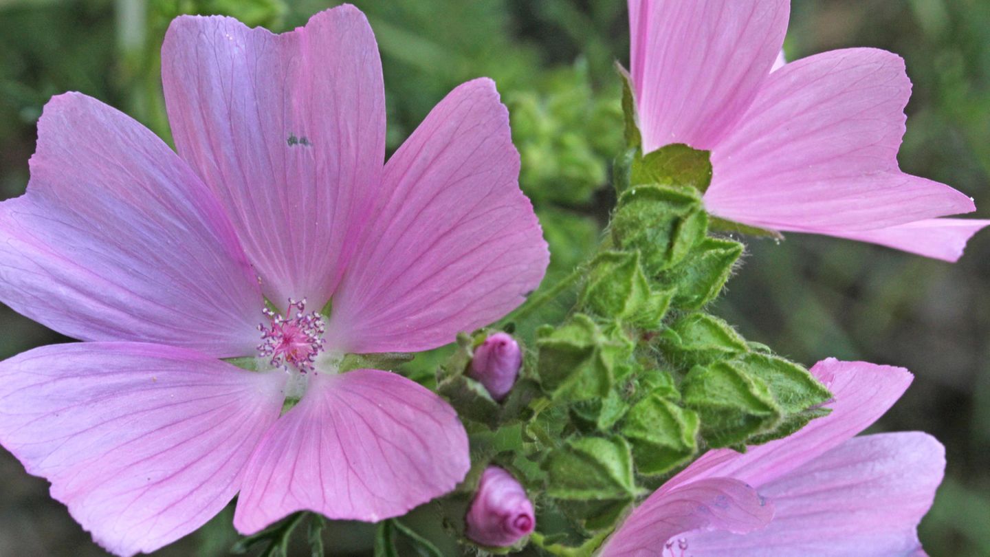 Die Moschus-Malve (Malva moschata) ist eine alte Heilpflanze – die schon vor Jahrhunderten in Deutschland eingeführt wurde