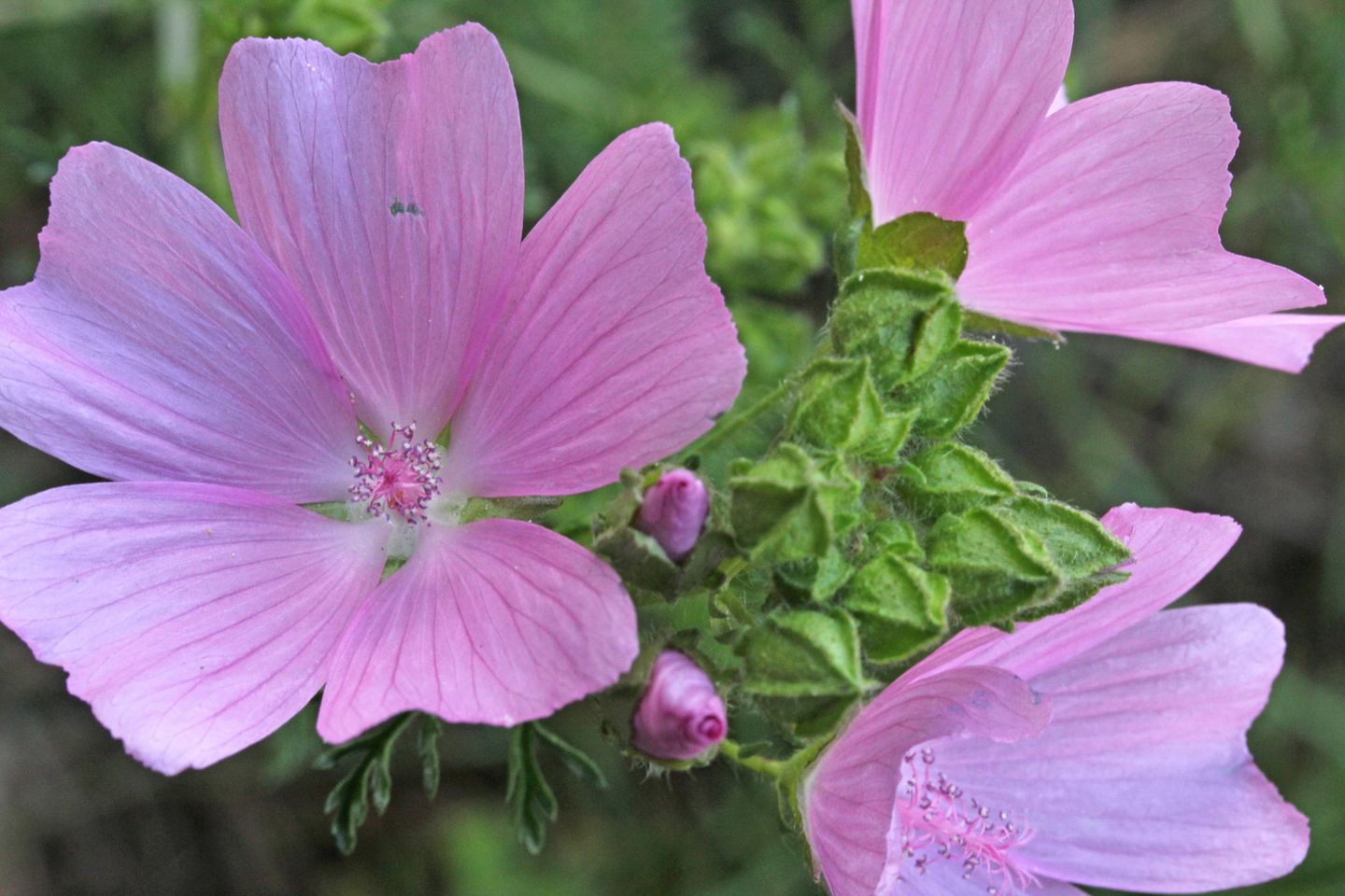 Fotostrecke: Die Moschus-Malve (Malva moschata) ist eine alte Heilpflanze – die schon vor Jahrhunderten in Deutschland eingeführt wurde Die Moschus-Malve (Malva moschata) ist eine alte Heilpflanze – die schon vor Jahrhunderten in Deutschland eingeführt wurde