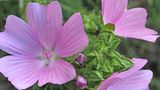 Die Moschus-Malve (Malva moschata) ist eine alte Heilpflanze – die schon vor Jahrhunderten in Deutschland eingeführt wurde