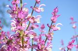 Muskatellersalbei (Salvia sclarea) erreicht Wuchshöhen von 50 bis 110 Zentimetern. Im ersten Jahr wird die Blattrosette ausgebildet, im zweiten Jahr entwickelt sich der Blütenstand