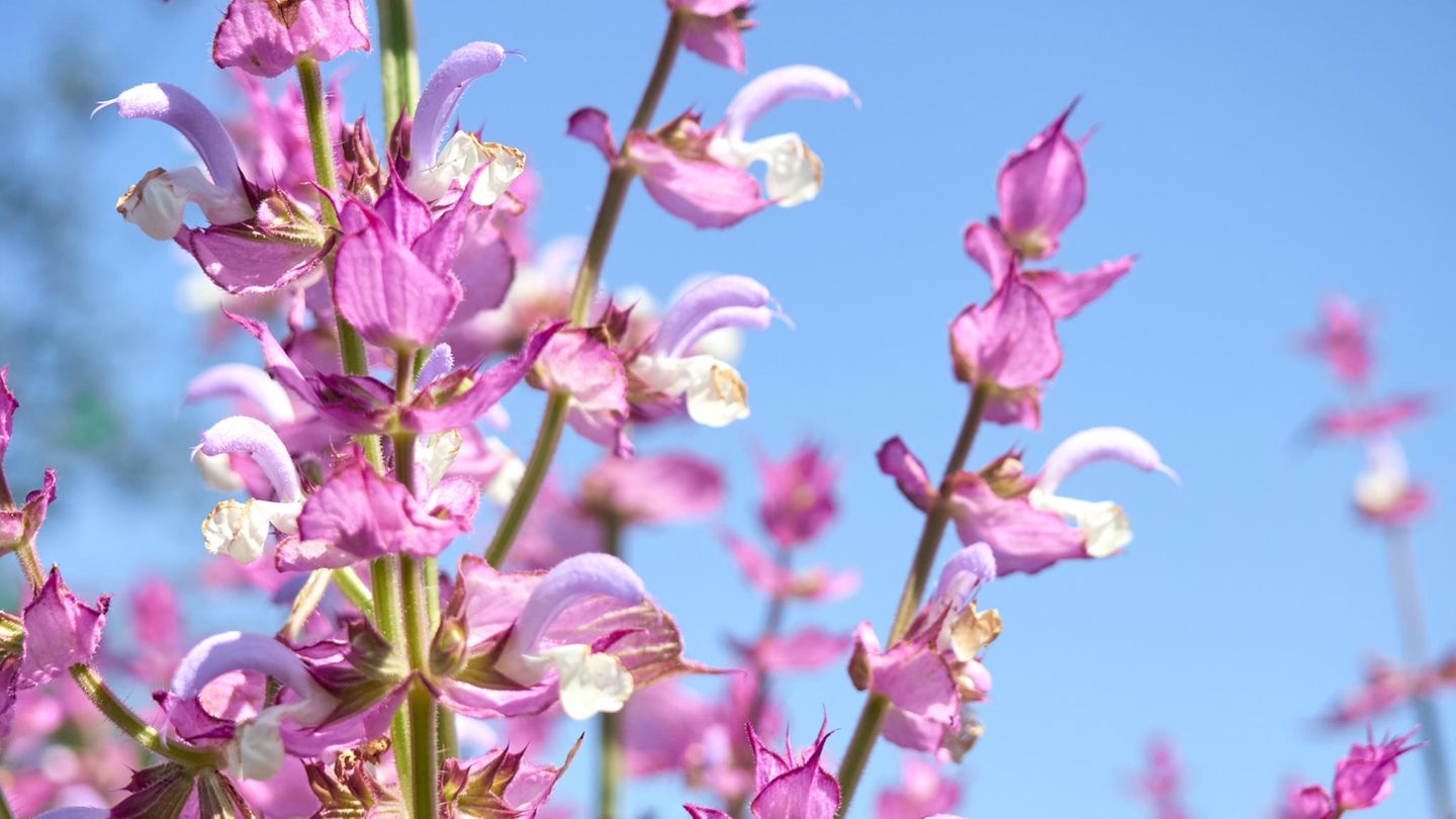 Muskatellersalbei (Salvia sclarea) erreicht Wuchshöhen von 50 bis 110 Zentimetern. Im ersten Jahr wird die Blattrosette ausgebildet, im zweiten Jahr entwickelt sich der Blütenstand