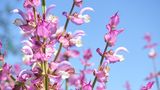 Muskatellersalbei (Salvia sclarea) erreicht Wuchshöhen von 50 bis 110 Zentimetern. Im ersten Jahr wird die Blattrosette ausgebildet, im zweiten Jahr entwickelt sich der Blütenstand