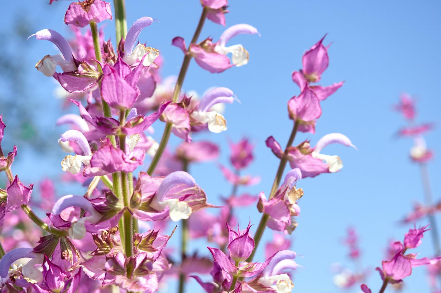 Muskatellersalbei (Salvia sclarea) erreicht Wuchshöhen von 50 bis 110 Zentimetern. Im ersten Jahr wird die Blattrosette ausgebildet, im zweiten Jahr entwickelt sich der Blütenstand