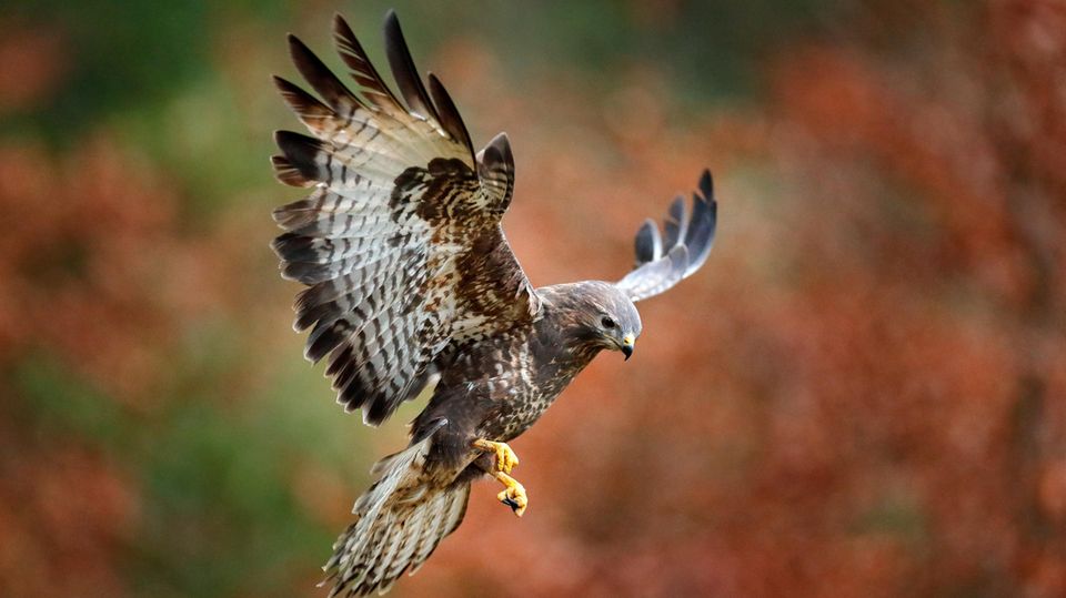 Mäusebussard (Buteo Buteo)