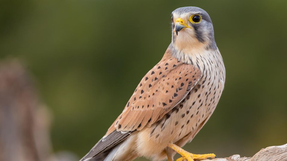 Turmfalke (Falco tinnunculus) vor dunkelgrünem Hintergrund