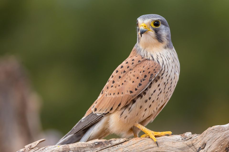 Turmfalke (Falco tinnunculus) vor dunkelgrünem Hintergrund
