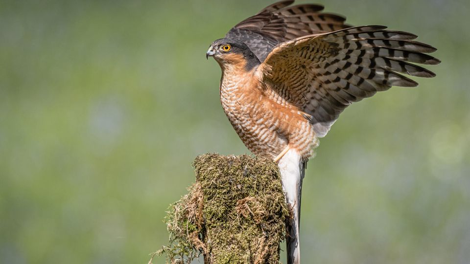 Sperber (Accipiter nisus)