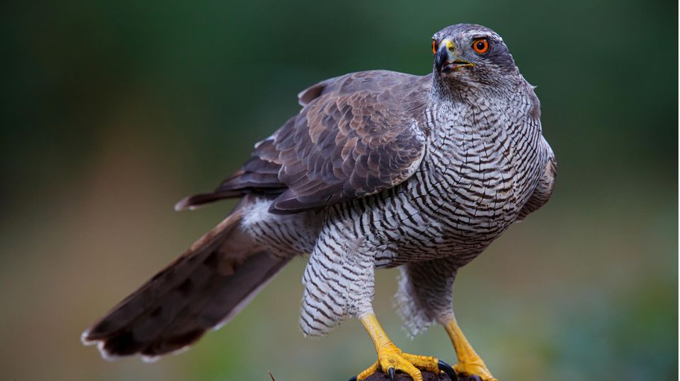 Habicht (Accipiter gentilis)