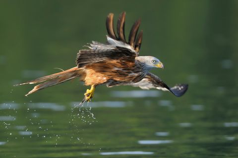 Rotmilan (Milvus milvus)