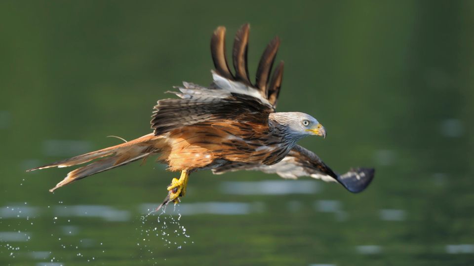 Rotmilan (Milvus milvus)