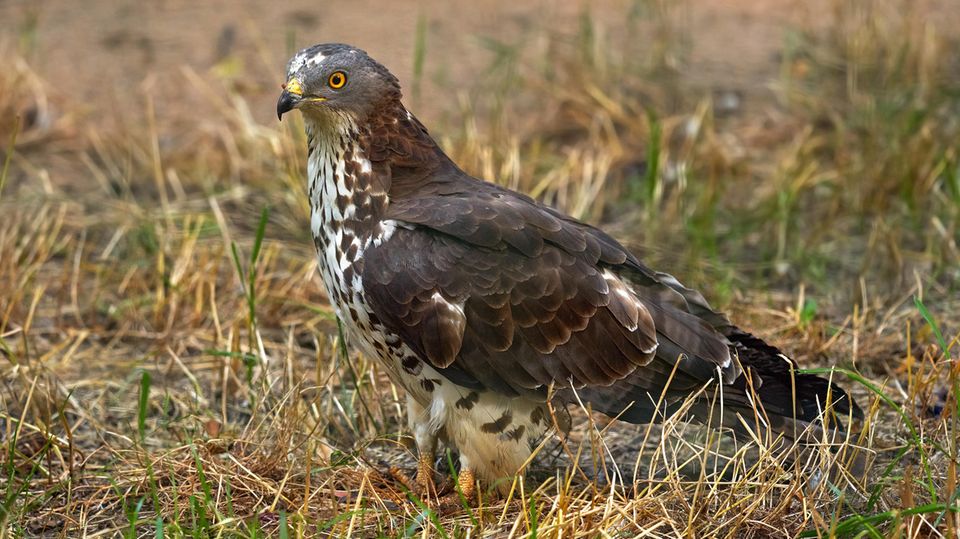 Wespenbussard (Pernis apivorus)