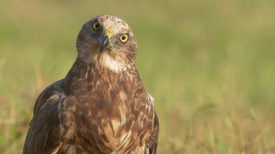 Rohrweihe (Cirus aeruginosus) im Portrait