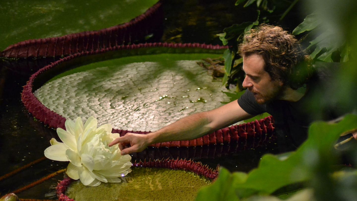 Die neu entdeckte Riesen-Seerose öffnet nur nachts ihre Blüten. In der ersten Nacht erscheint sie noch weiß
