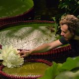 Die neu entdeckte Riesen-Seerose öffnet nur nachts ihre Blüten. In der ersten Nacht erscheint sie noch weiß