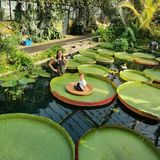 Magdalena hat seinen Sohn auf dem Blatt einer Victoria boliviana platziert, um die Tragfähigkeit zu demonstrieren