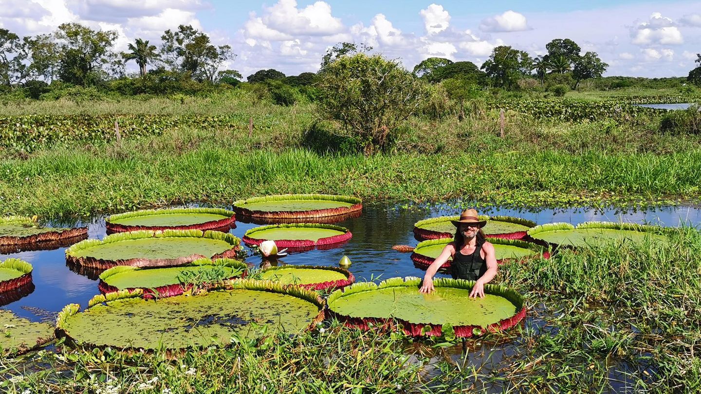 In Bolivien hat Carlos Magdalena Victoria boliviana in ihrem natürlichen Habitat studiert