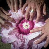 Mit der Zeit färbt sich die Blüte rosa